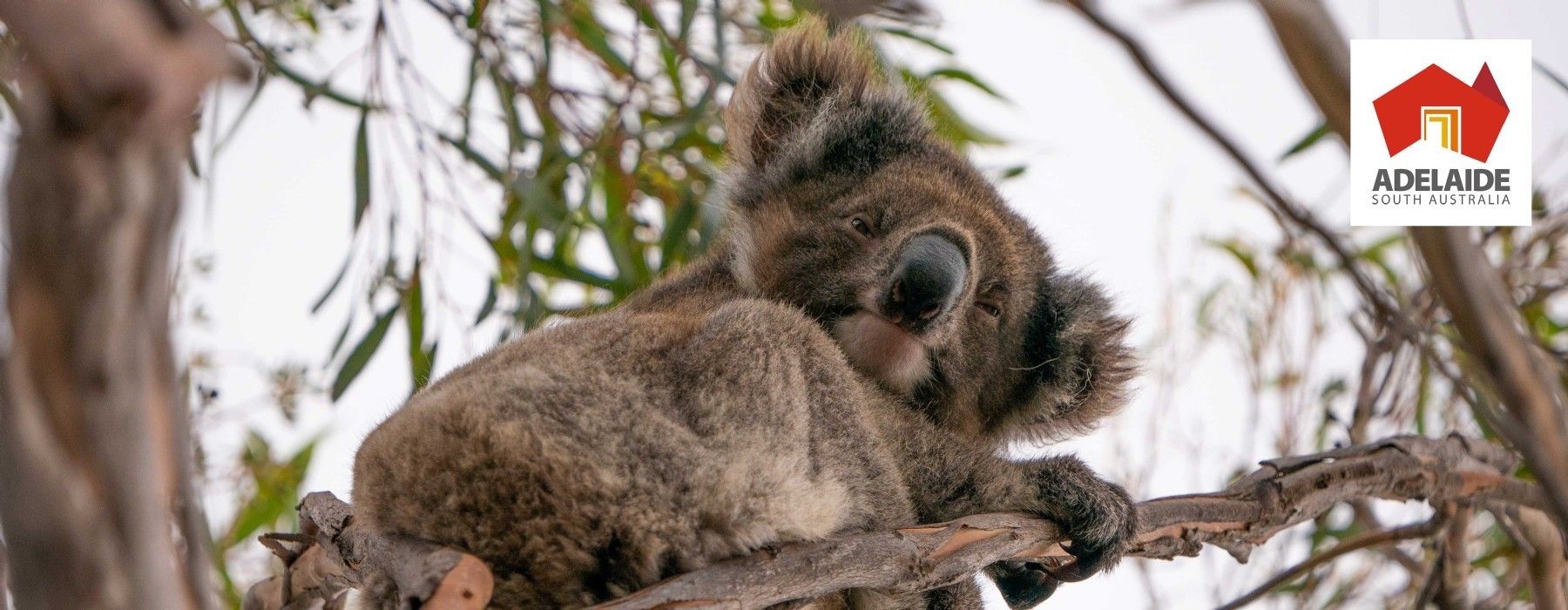 The Best of South Australia with Swain Destinations