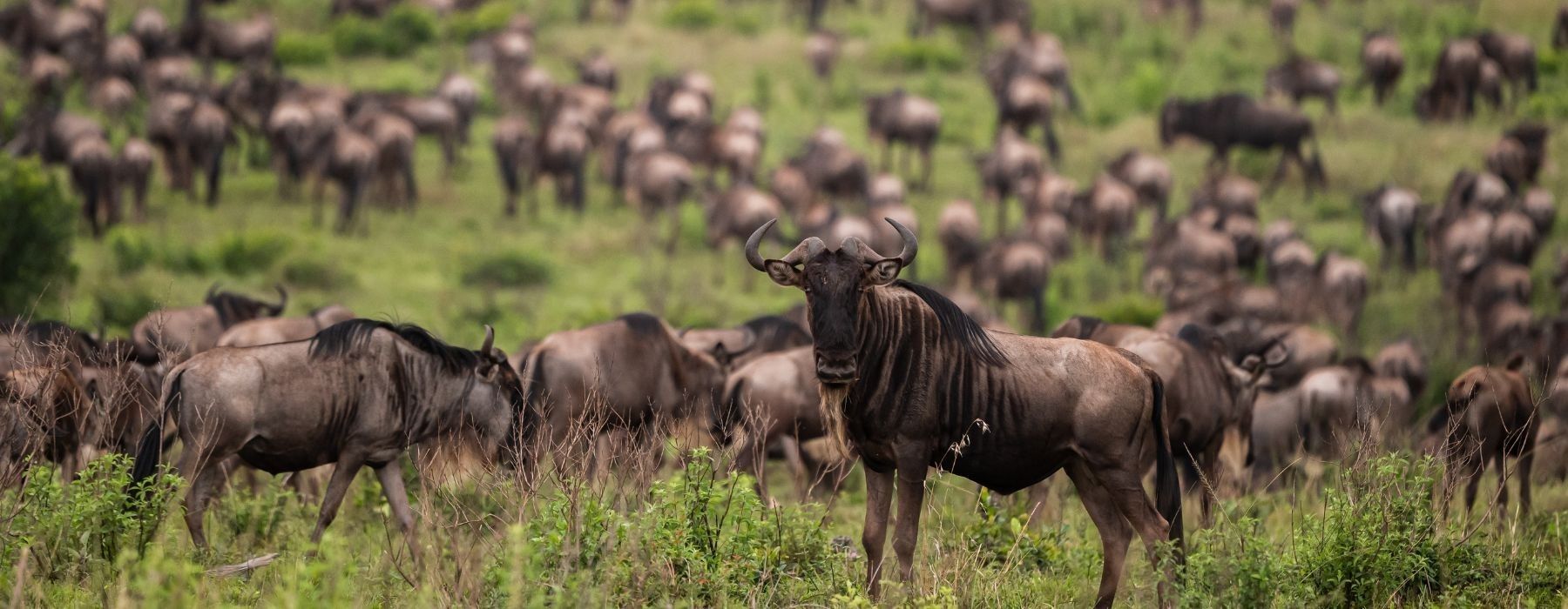 The Great Migration