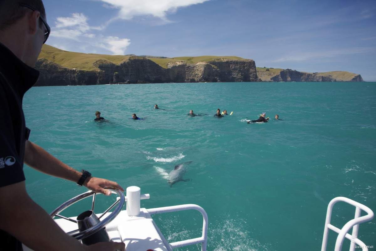 Akaroa Tour