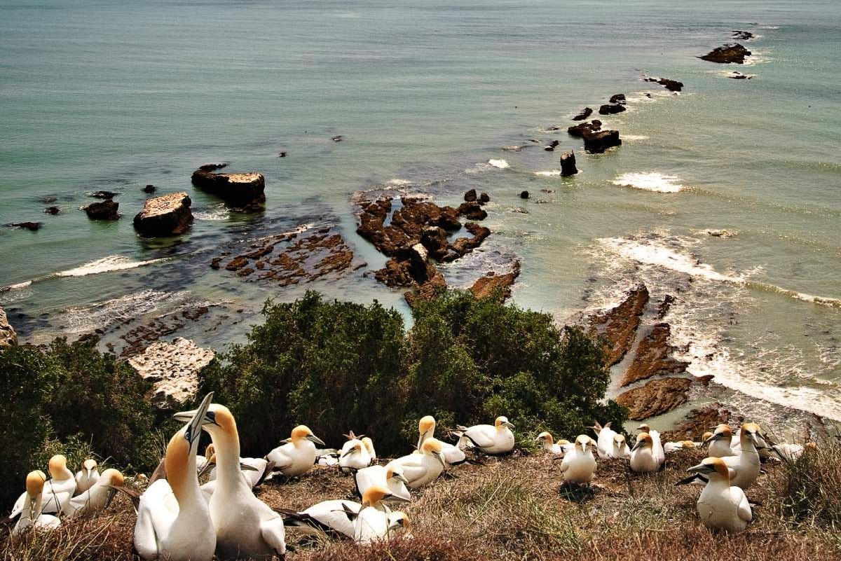 Gannet Safari