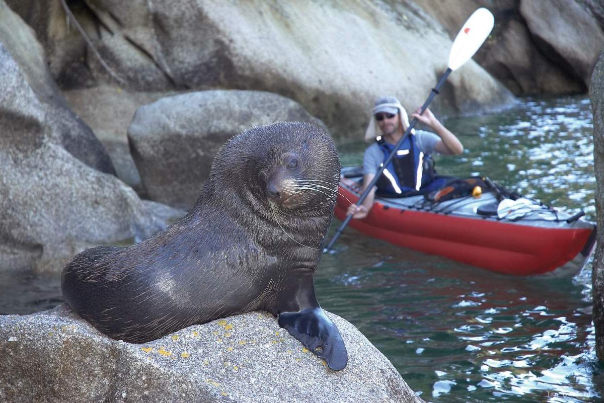 Kayak - Tonga Island Seals and Guided Walk