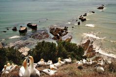 Gannet Safari