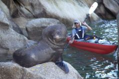 Kayak - Tonga Island Seals and Guided Walk