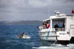 Swim with the Dolphins