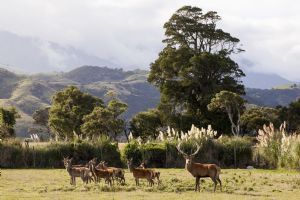 Hapuku Lodge and Tree Houses