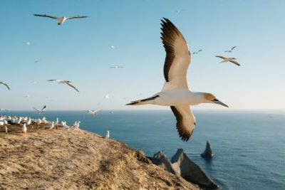 Cape Kidnappers Cape Sanctuary