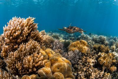 Lizard Island Research Station