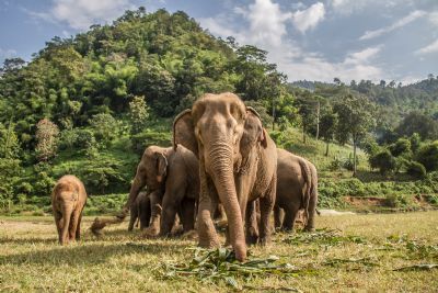 Elephant Nature Park (ENP) in Asia and Jabulani in Africa