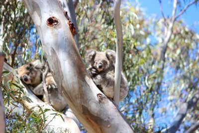 Koala Clancy Foundation