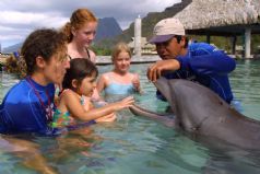 Dolphin Encounter