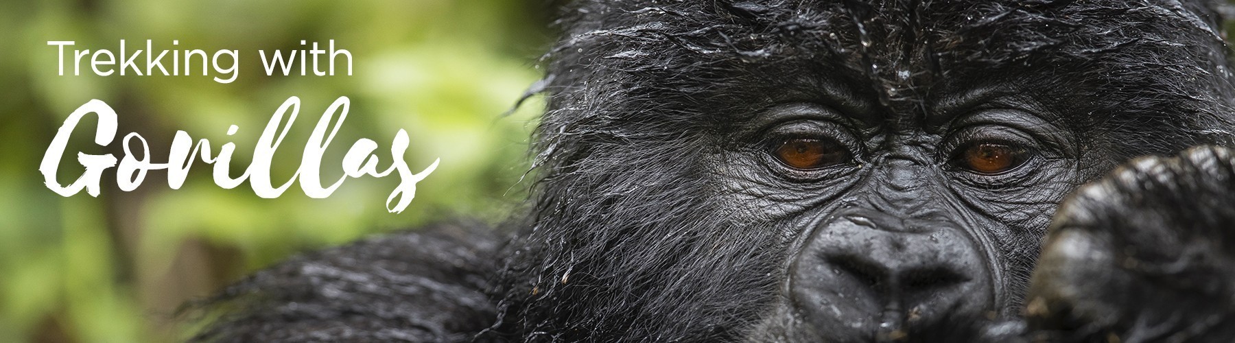 Gorilla Trekking in Rwanda