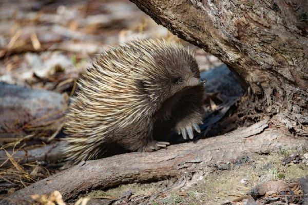 Abundant & Unique Wildlife